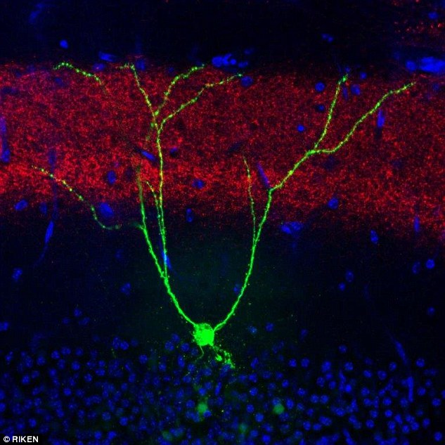 photo pic of an actual memory